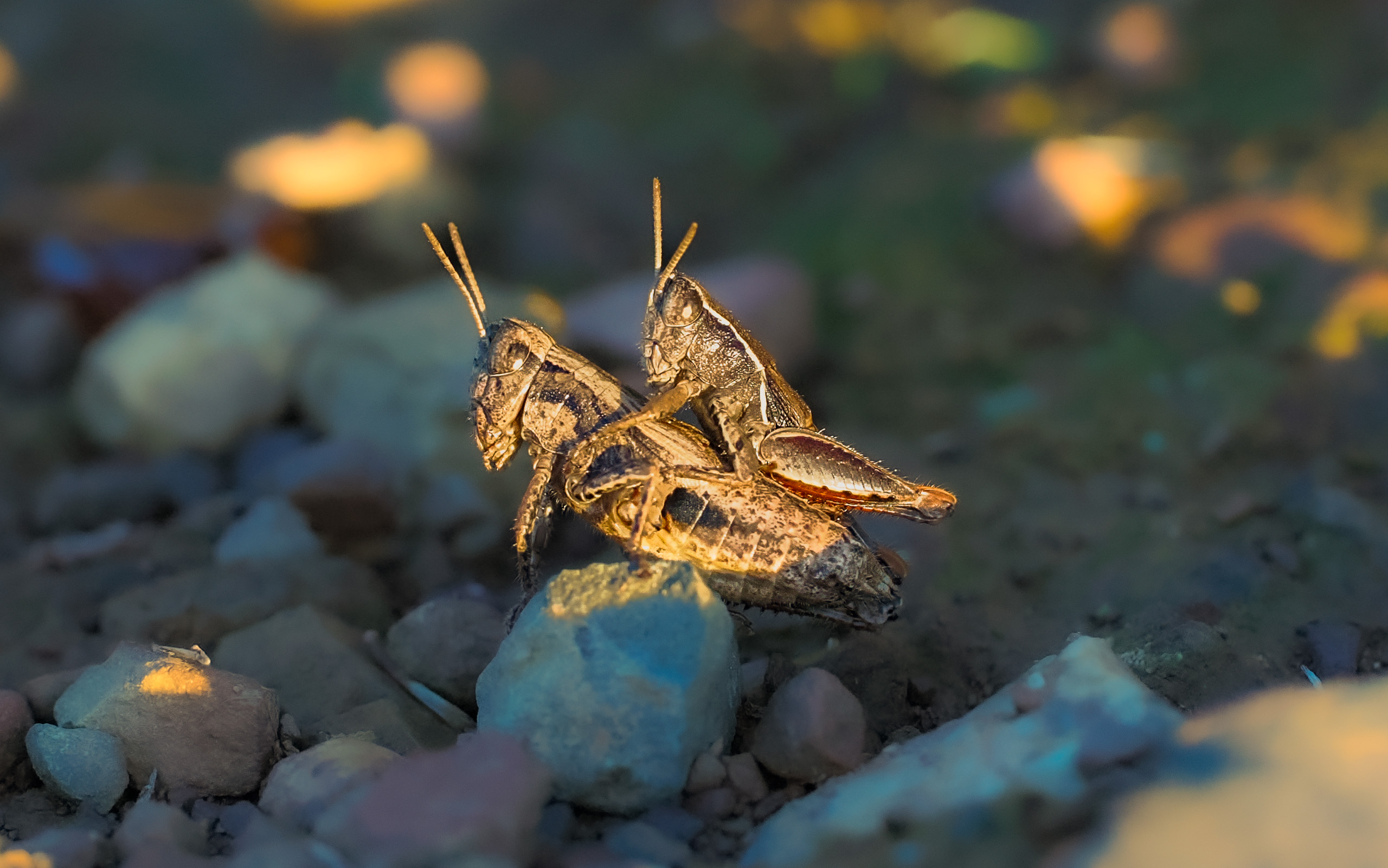 Love Cricket – Oct 23rd, 2023